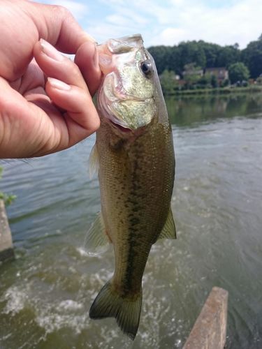 ラージマウスバスの釣果