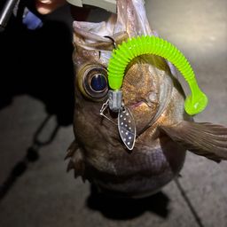 メバル
