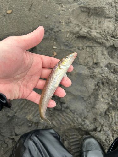 セイゴ（ヒラスズキ）の釣果