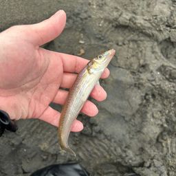 セイゴ（ヒラスズキ）