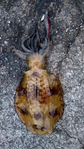 アオリイカの釣果