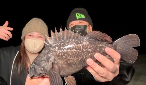 クロソイの釣果