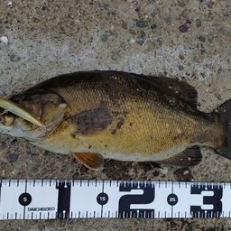 スモールマウスバス