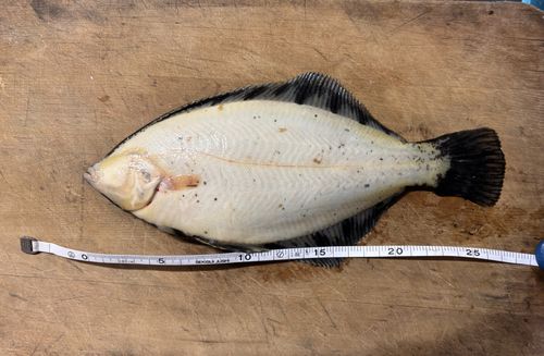 クロガシラガレイの釣果