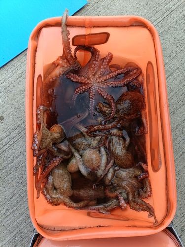 タコの釣果
