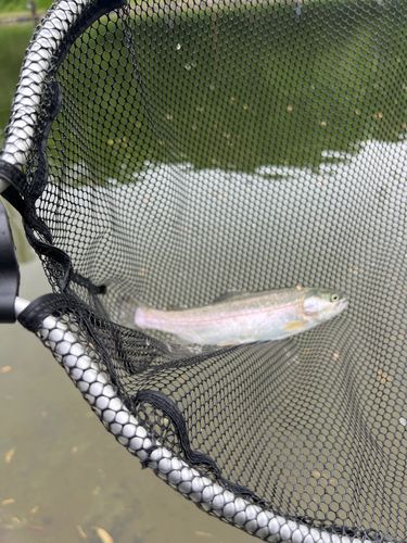 ニジマスの釣果