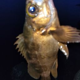 メバル