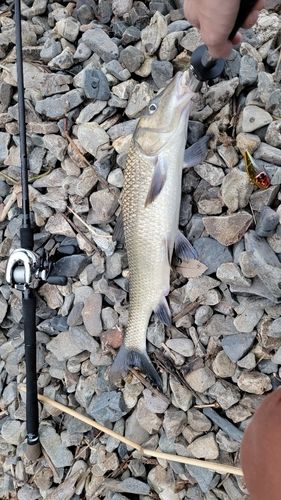 ニゴイの釣果