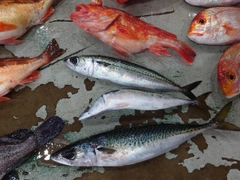 サバの釣果