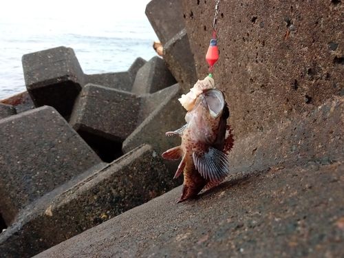 ムラソイの釣果