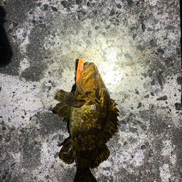 タケノコメバル
