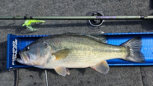 ラージマウスバスの釣果