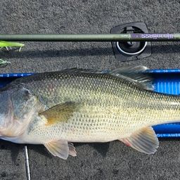 ラージマウスバス