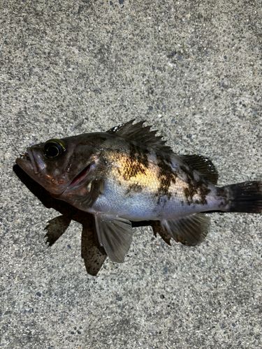 メバルの釣果