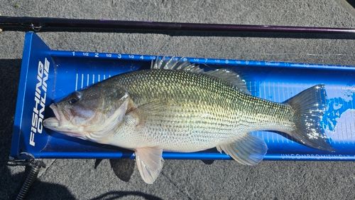 スポッテッドバスの釣果