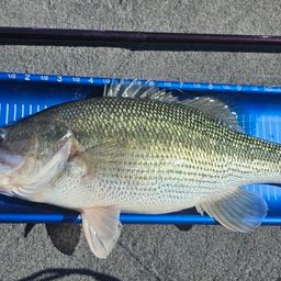 スポッテッドバス