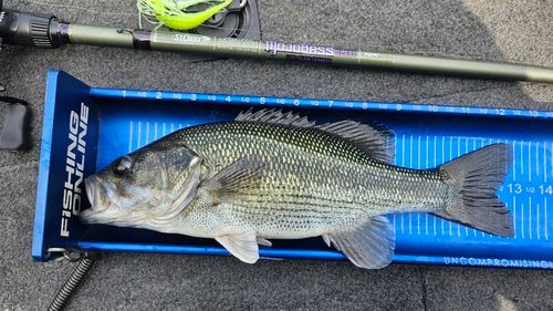 スポッテッドバスの釣果