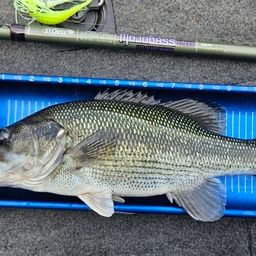 スポッテッドバス