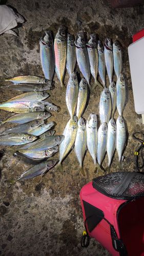 アジの釣果