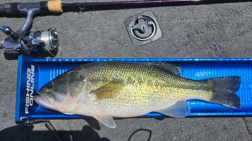 ラージマウスバスの釣果