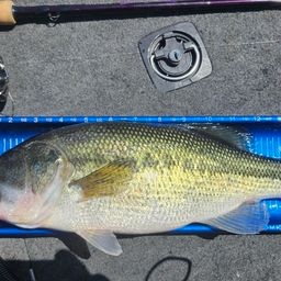 ラージマウスバス