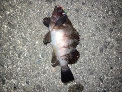 シロメバルの釣果