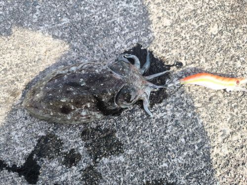 コウイカの釣果