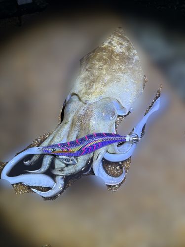 モンゴウイカの釣果