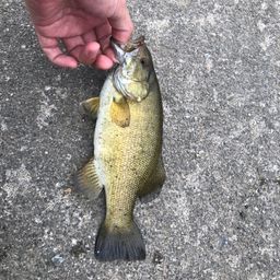 スモールマウスバス