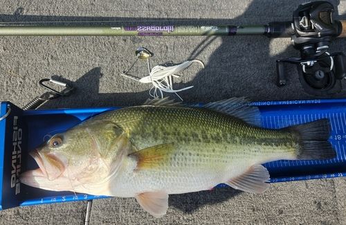 ラージマウスバスの釣果