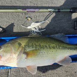 ラージマウスバス