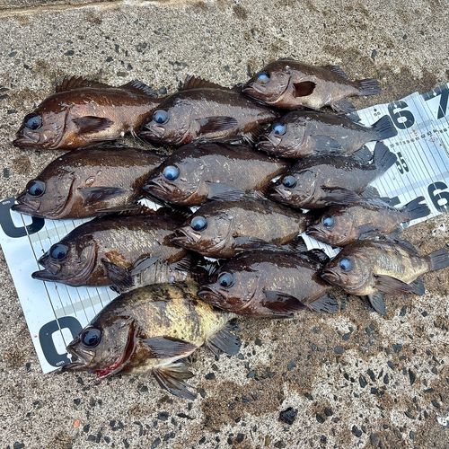 メバルの釣果