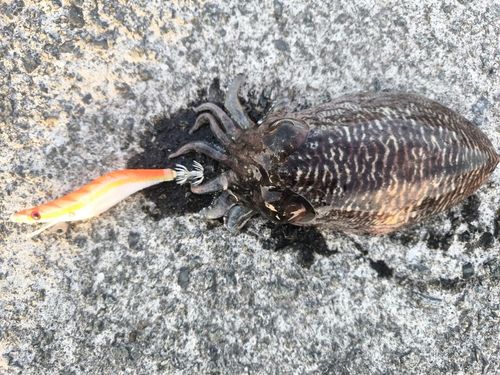コウイカの釣果