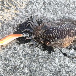 コウイカ