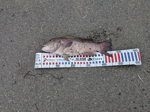 コブダイの釣果