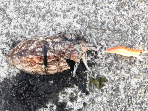 コウイカの釣果