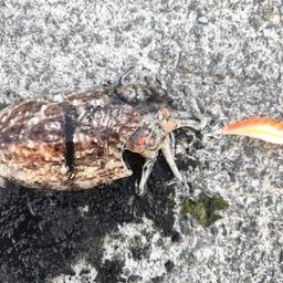 コウイカ