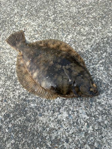 マコガレイの釣果