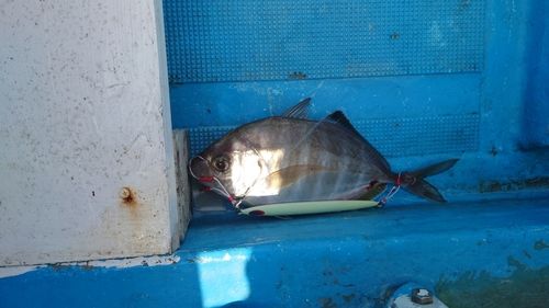 ヒラアジの釣果