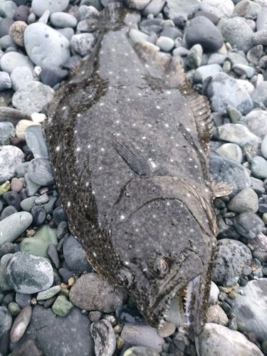 ヒラメの釣果