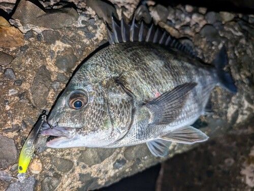 チヌの釣果