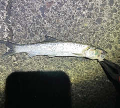 カライワシの釣果