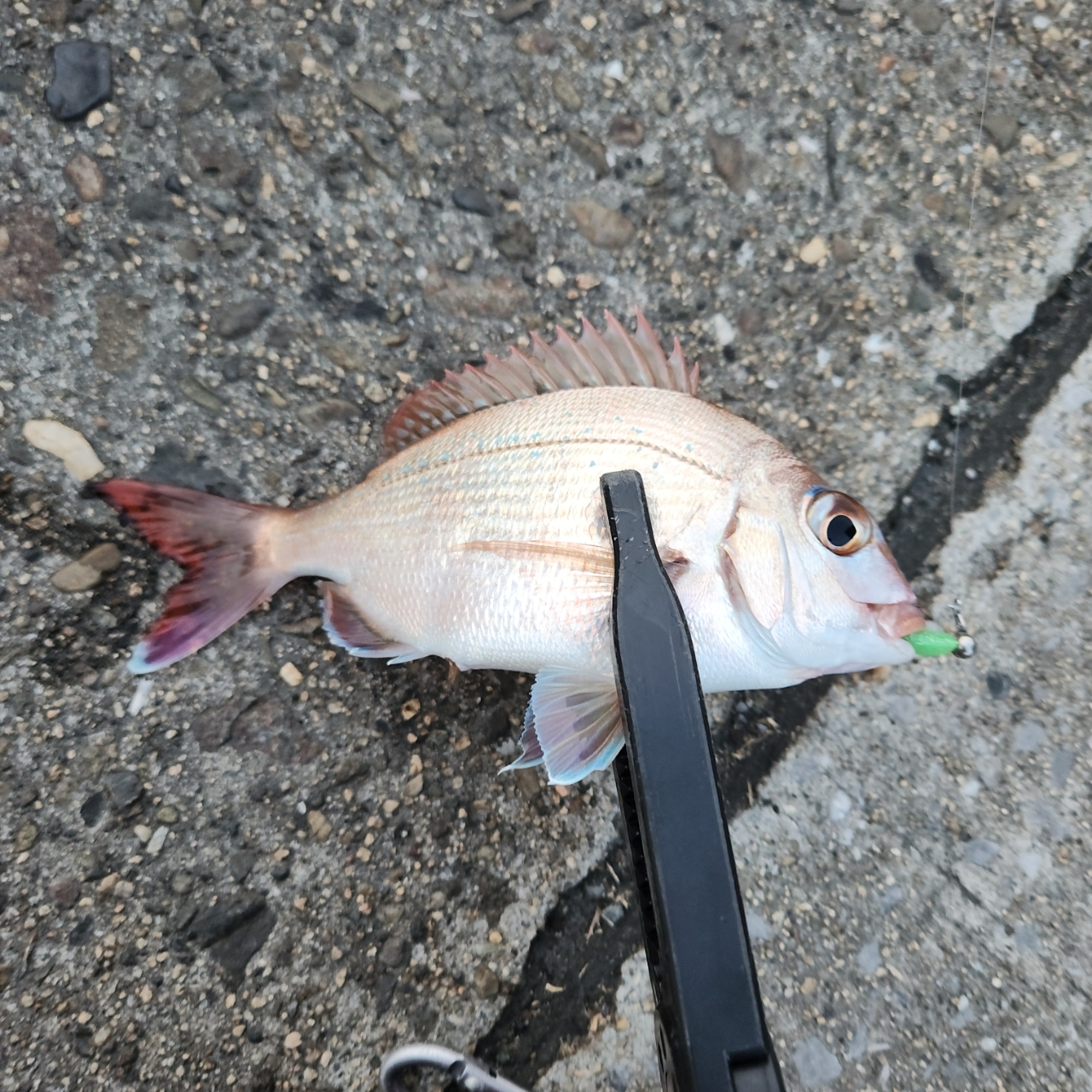 SHIMANO 23ヴァンキッシュ C2000Sの最安値・インプレ・釣果