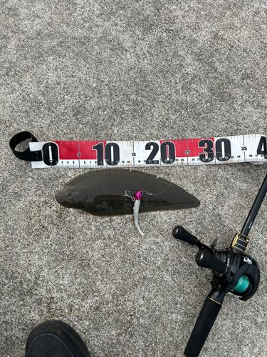 シタビラメの釣果