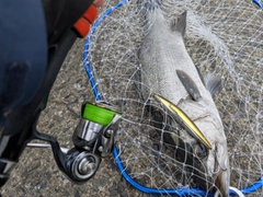 ヒラスズキの釣果