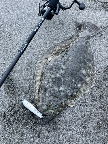 ヒラメの釣果