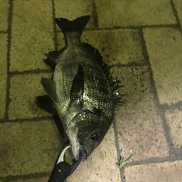 クロダイ