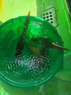 ヤリイカの釣果