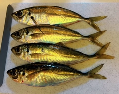 マアジの釣果