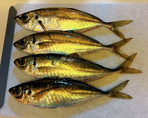 マアジの釣果
